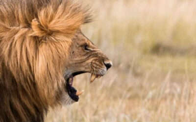 How to tame the wild within and invest your money wisely