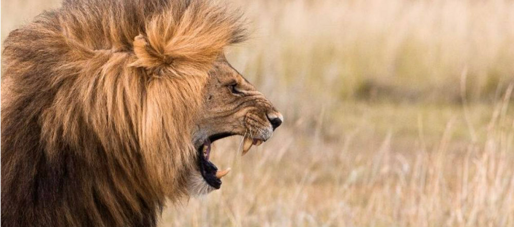 tame the wild within and invest wisely