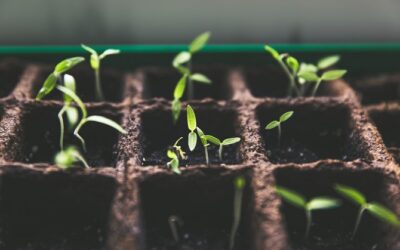 Investment Platforms vs Asset Managers explained